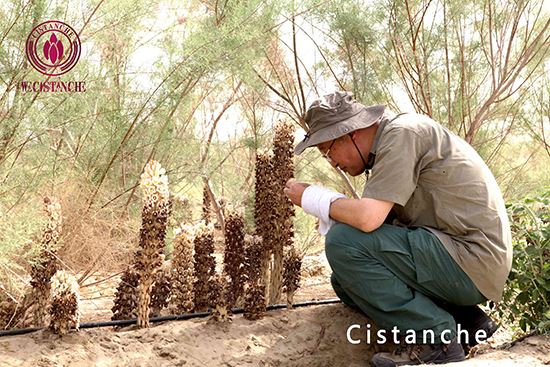 The artificial planting of cistanche The artificial planting of cistanche