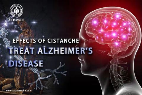 Cistanche-Alzheimers disease2 Cistanche-Alzheimers disease2
