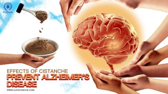 Cistanche-Alzheimers disease3 Cistanche-Alzheimers disease3