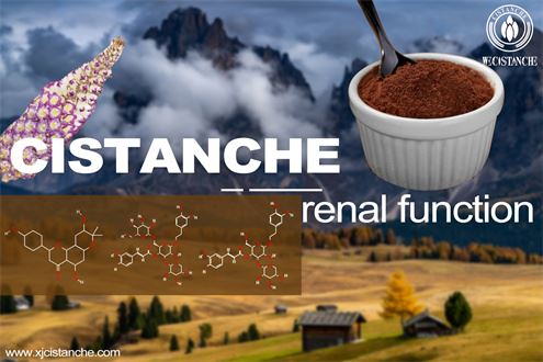 cistanche extract