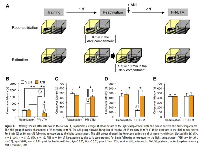 Memory phases after retrieval Memory phases after retrieval