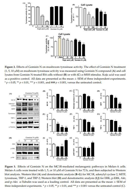 Effects of Gomisin N on the MC1R-mediated melanogenic pathways in Melan-A cells.