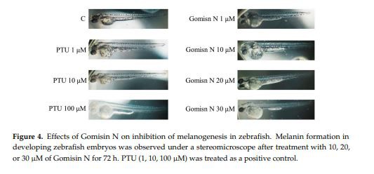 Effects of Gomisin N on inhibition of melanogenesis in zebrafish.