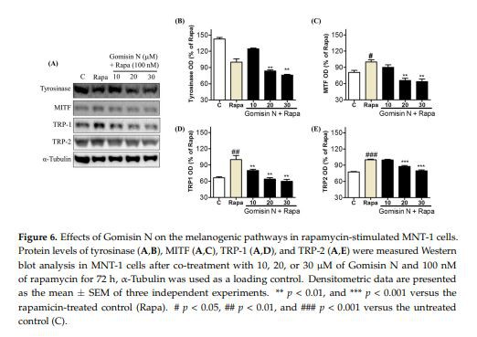  Effects of Gomisin N on the melanogenic pathways in rapamycin-stimulated MNT-1 cells. 