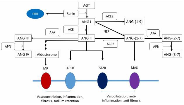 Figure 1. Schema outlining the renin-angiotensin-aldosterone system cascade including the renal effects of receptor stimulation.