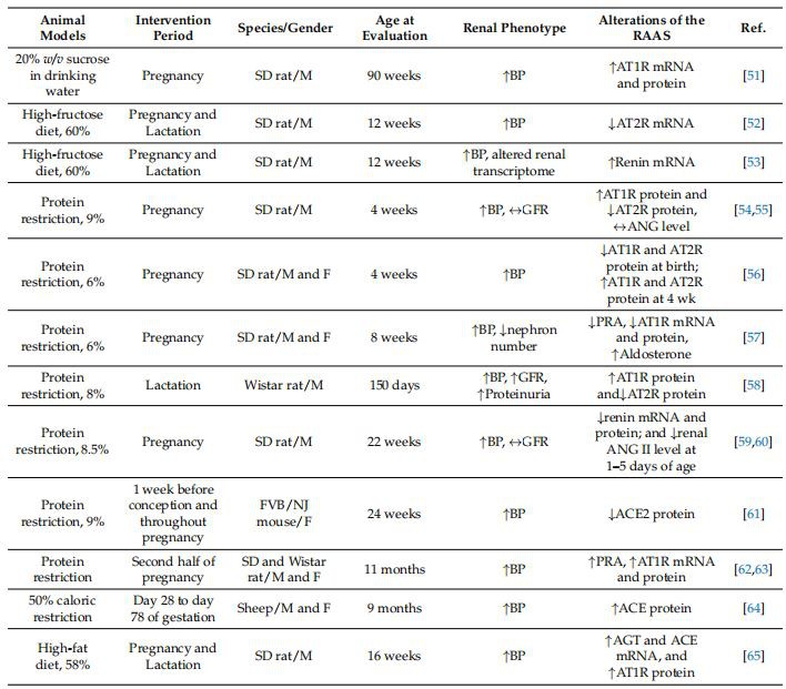Table 1. Renal programming related to aberrant renin-angiotensin-aldosterone system (RAAS) in animal models. Studies tabulated according to animal models, species, and age at evaluation.