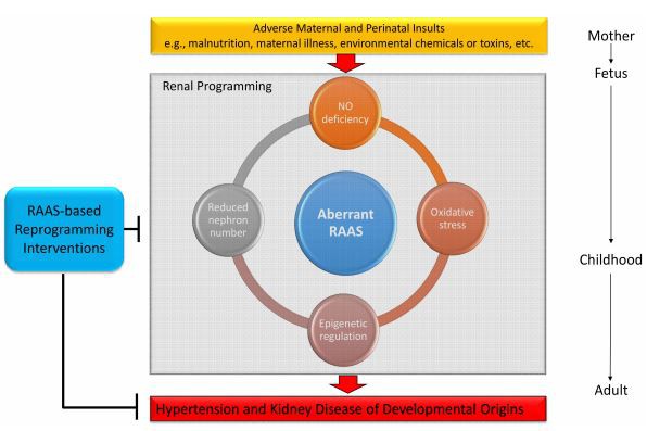 Figure 3. Schema outlining the central role of RAAS on mediating other mechanisms in the kidney leading to hypertension and kidney disease of developmental origins in response to a variety of maternal insults.