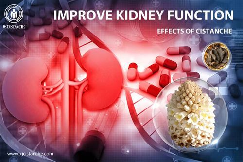 cistanche tubolosa extract：improve kidney function