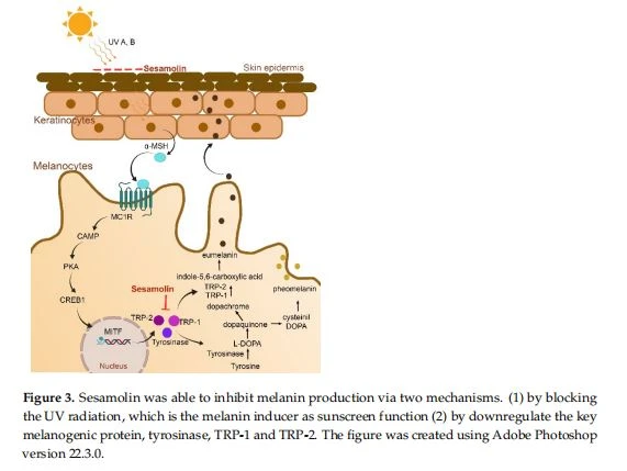 Sesamolin was able to inhibit melanin production via two mechanisms Sesamolin was able to inhibit melanin production via two mechanisms