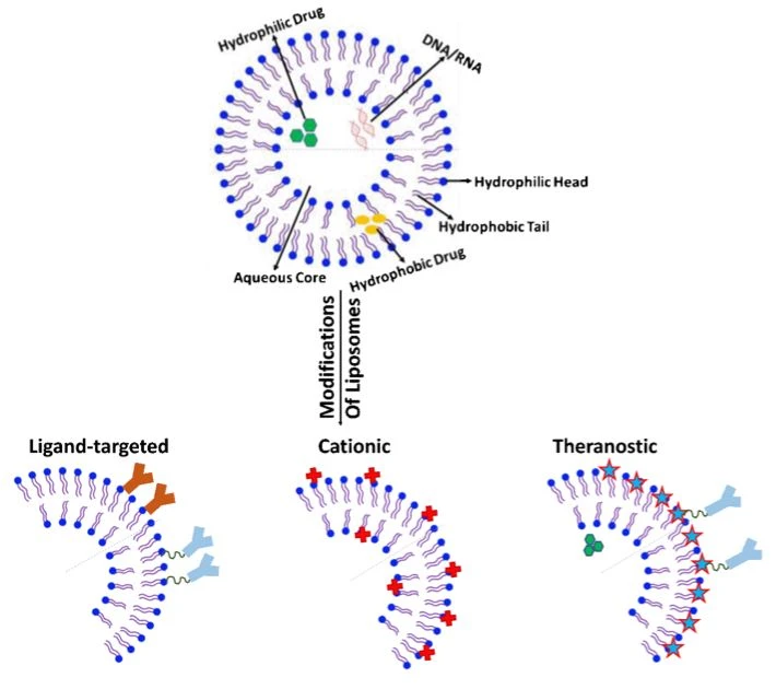 Figure 1 | Basic structure of liposome and structural modification of liposomes for infiltration to brain. Figure 1 | Basic structure of liposome and structural modification of liposomes for infiltration to brain.