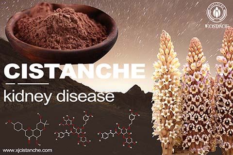 cistanche-kidney disease-3(51) cistanche-kidney disease-3(51)