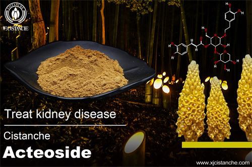 cistanche tubolosa extract：treating kidney diseases