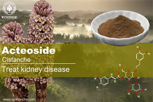 cistanche tubolosa extract：treating kidney diseases