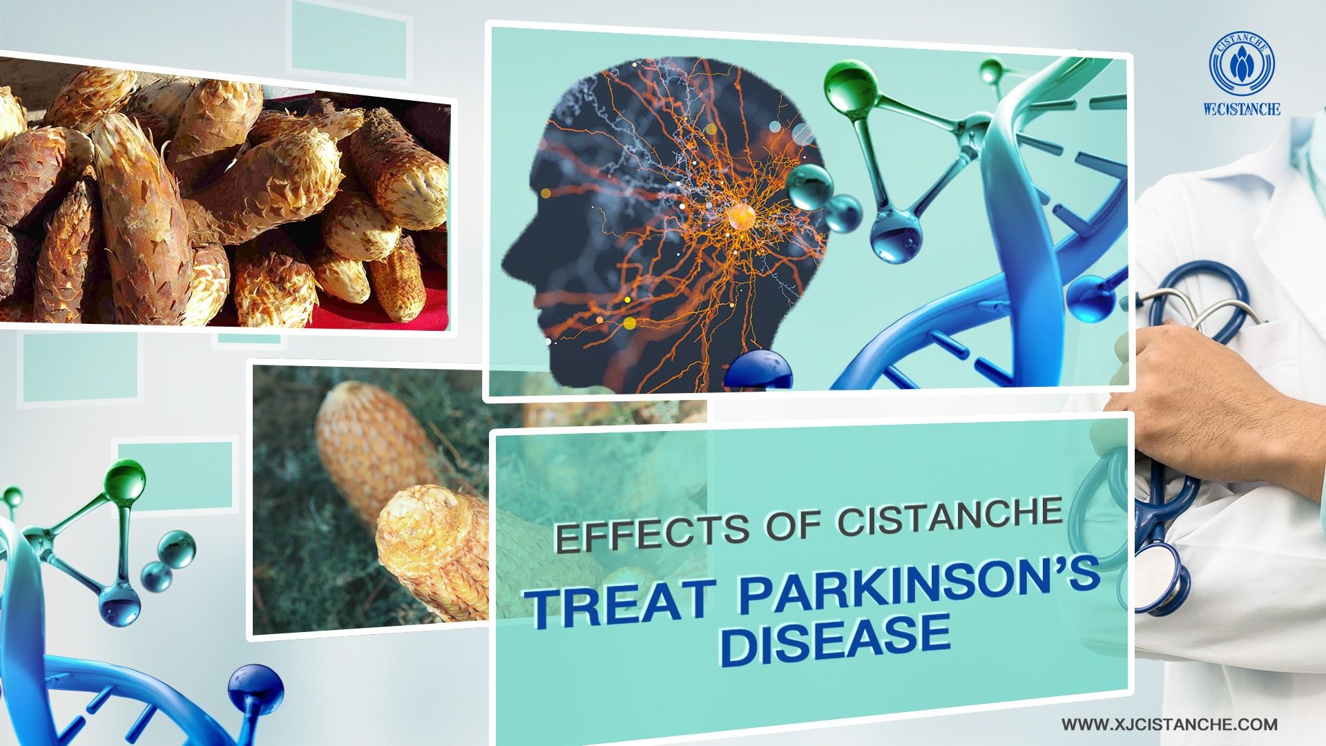 treat parkinson's desease effects of Cistanche
