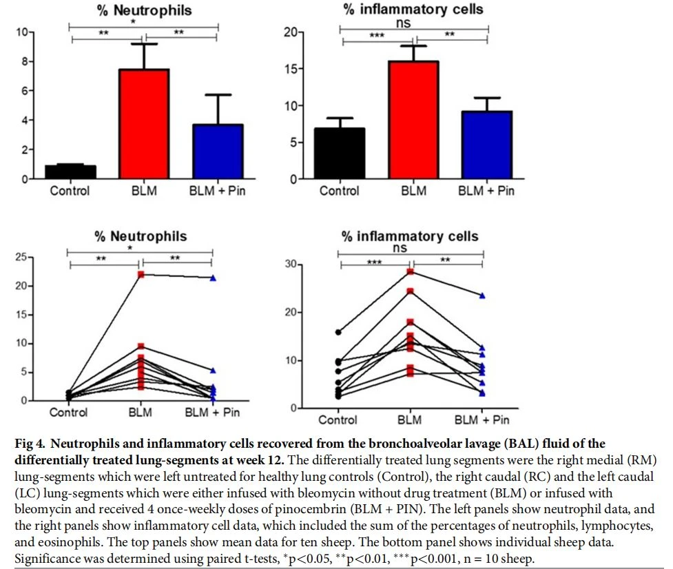 Neutrophils and inflammatory cells recovered from the bronchoalveolar lavage (BAL) fluid of the differentially treated lung-segments at week 12