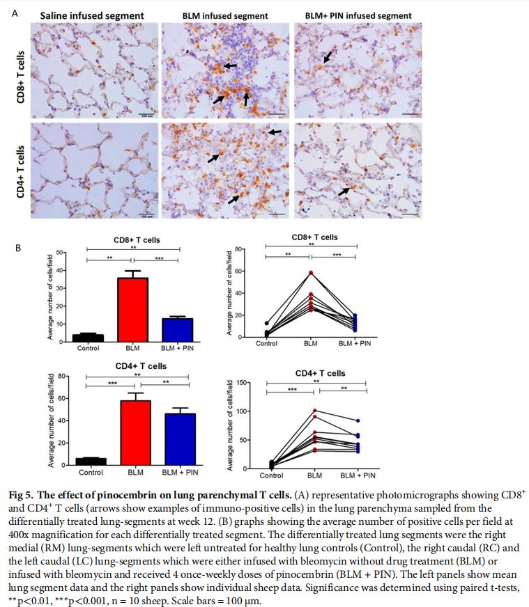 The effect of pinocembrin on lung parenchymal T cells