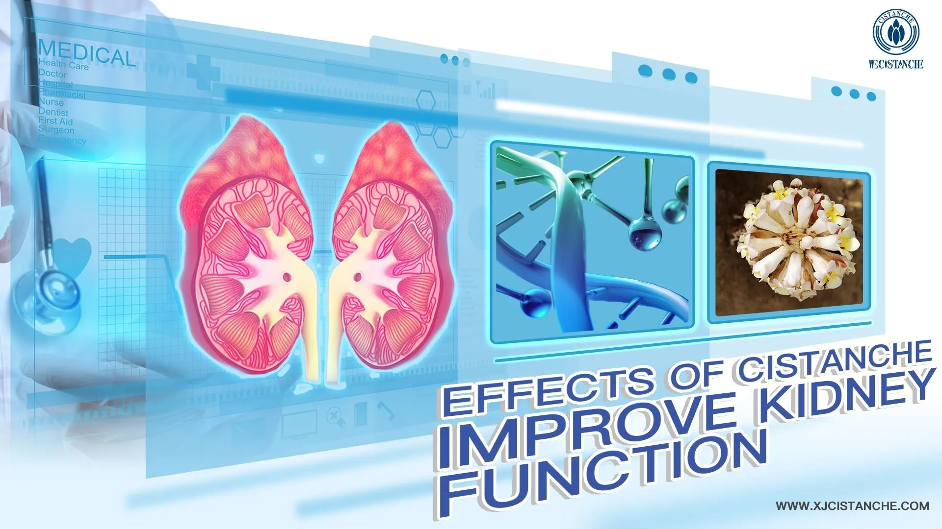 improve kidney function herbs improve kidney function herbs