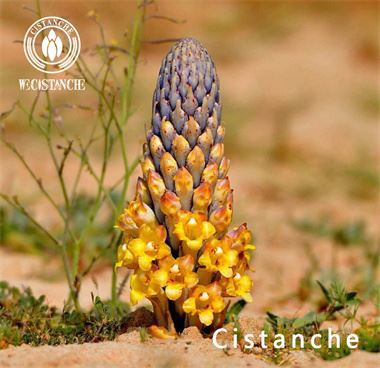 desertliving cistanche