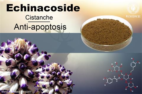 cistanche echinacoside: anti-apoptosis cistanche echinacoside: anti-apoptosis
