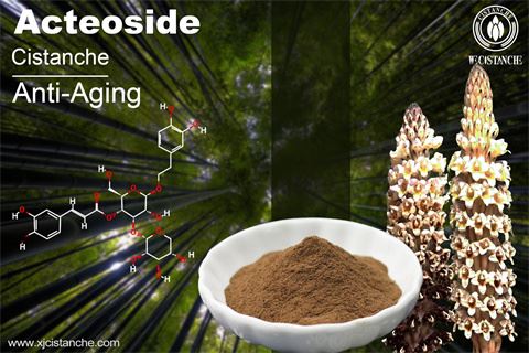 benefit of cistanche extracts:anti-aging benefit of cistanche extracts:anti-aging