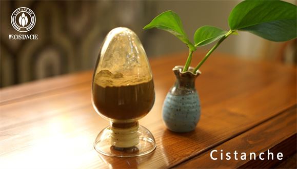 cistanche extracts cistanche extracts
