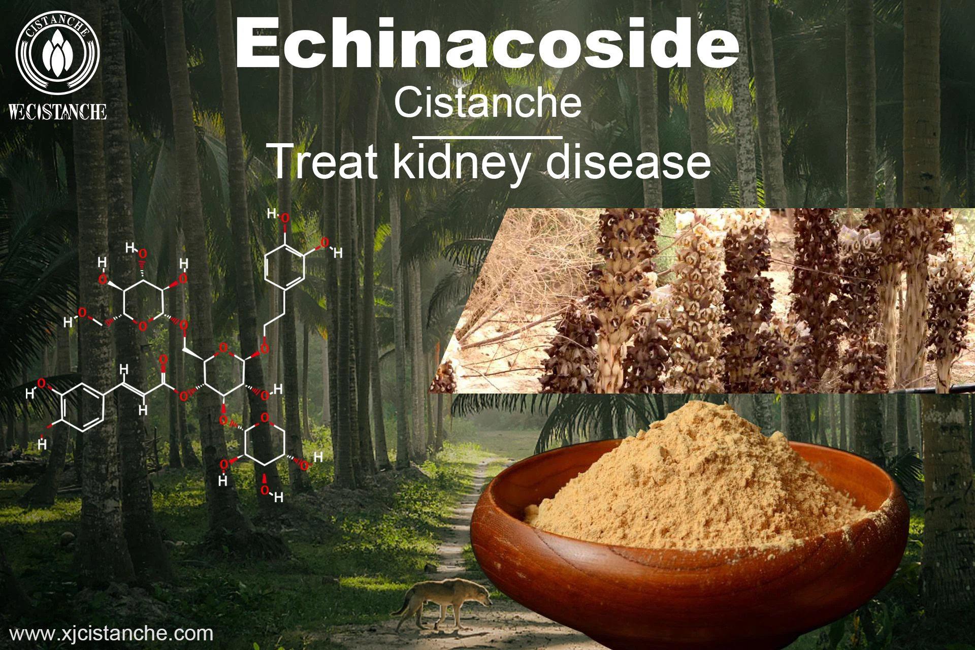 how to treat kidney disease