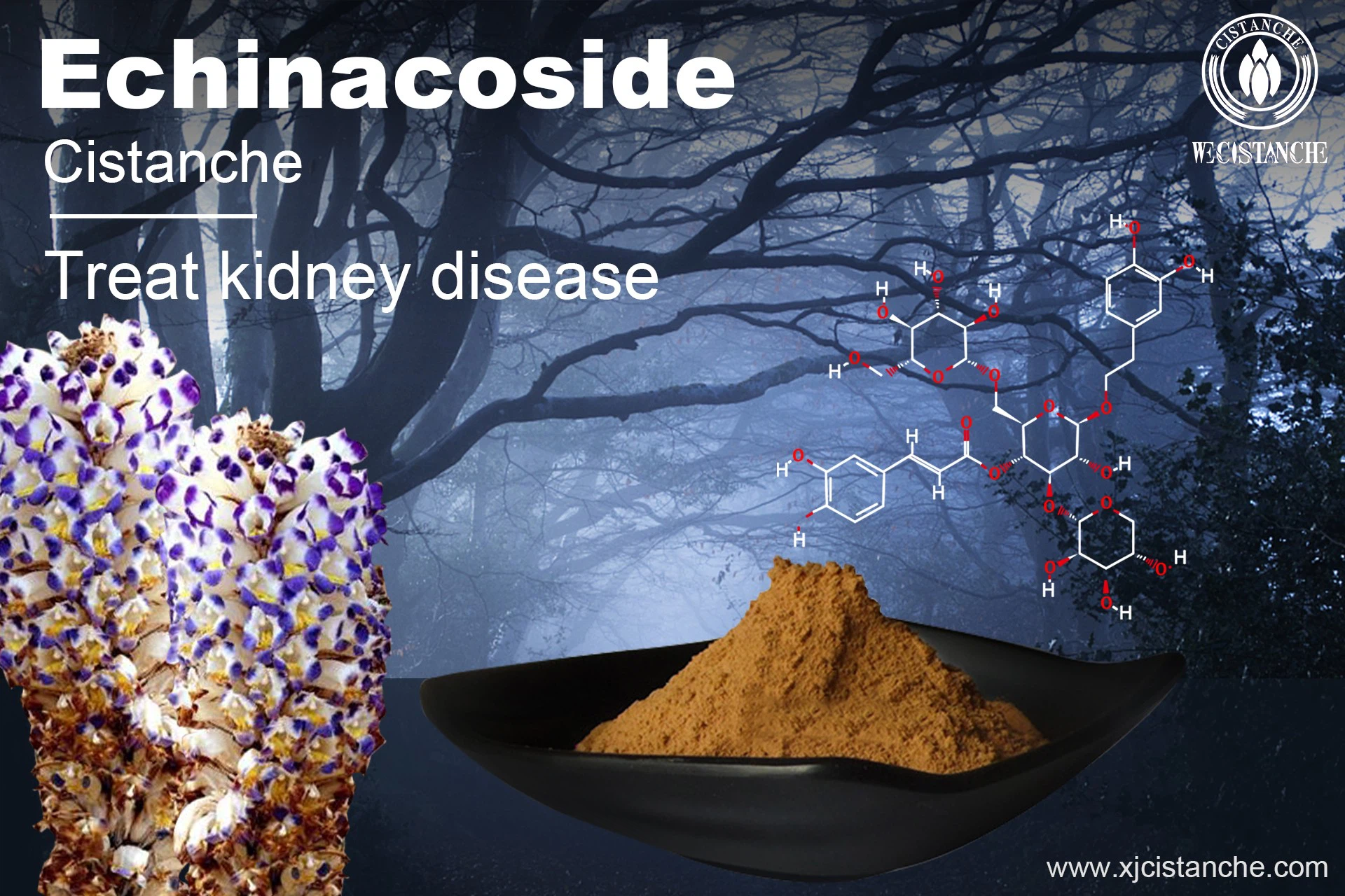 how to prevent kidney disease