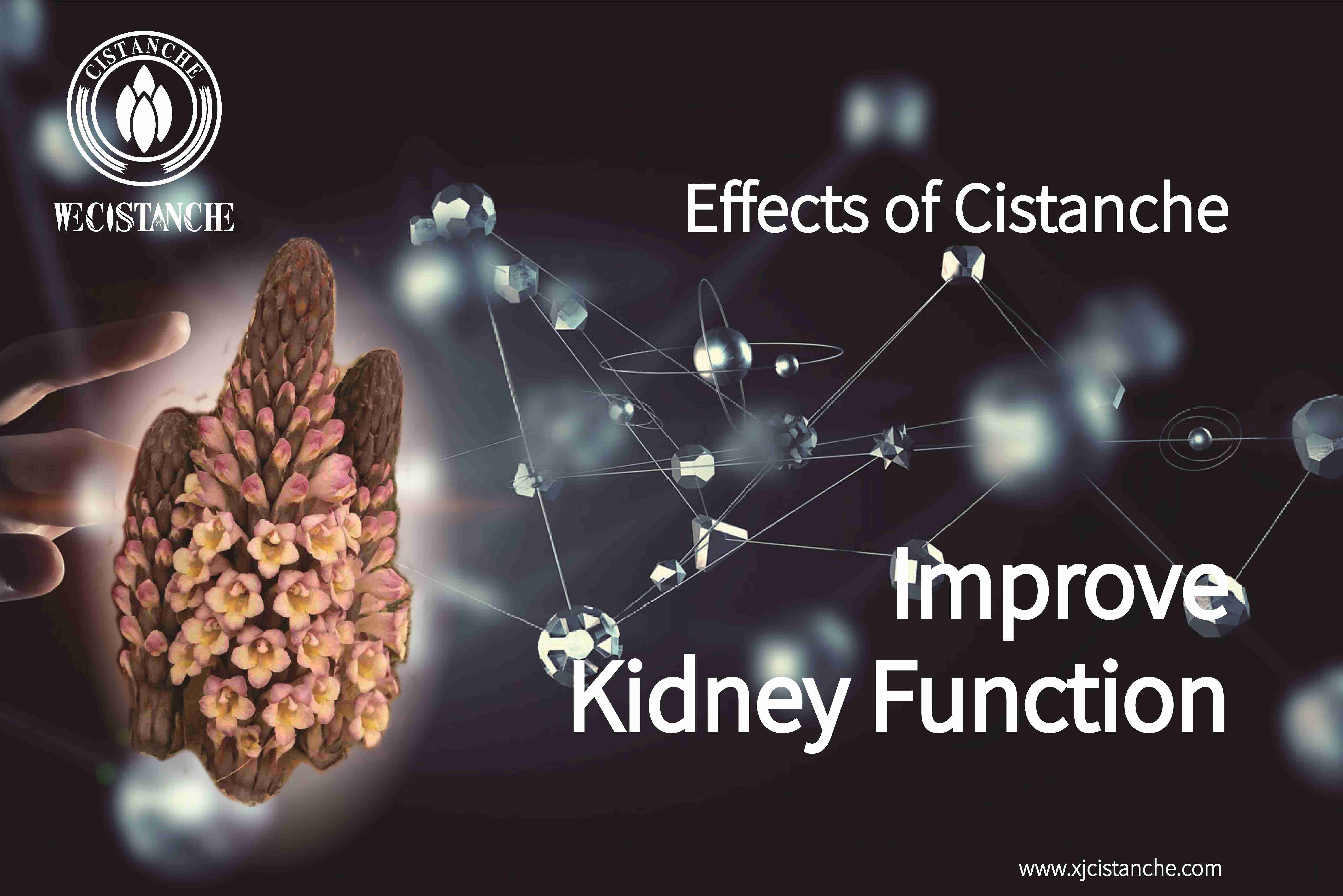 kidney supplement