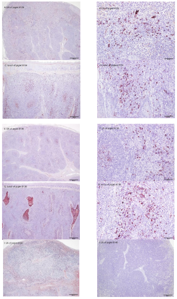 Figure 6. CSFV antigens in the lymphoid tissues were marked by the 1C7A1 monoclonal antibody. A lymph node (A, B) and tonsil (C, D) of Piglet 8134 (Group 2), which had transient TD/96 viremia, present the brown TD/96-positive signal. A lymph node (E, F) and tonsil (G, H) of Piglet 8138 (Group 3), which had transient TD/96 viremia, present the brown TD/96-positive signal. A lymph node (I) of Piglet 8150 (Group 1) presents a diffuse brown TD/96-positive signal in the paracortex. A lymph node (J) of Piglet 8146 (Group 4) was negative for TD/96 Figure 6. CSFV antigens in the lymphoid tissues were marked by the 1C7A1 monoclonal antibody. A lymph node (A, B) and tonsil (C, D) of Piglet 8134 (Group 2), which had transient TD/96 viremia, present the brown TD/96-positive signal. A lymph node (E, F) and tonsil (G, H) of Piglet 8138 (Group 3), which had transient TD/96 viremia, present the brown TD/96-positive signal. A lymph node (I) of Piglet 8150 (Group 1) presents a diffuse brown TD/96-positive signal in the paracortex. A lymph node (J) of Piglet 8146 (Group 4) was negative for TD/96