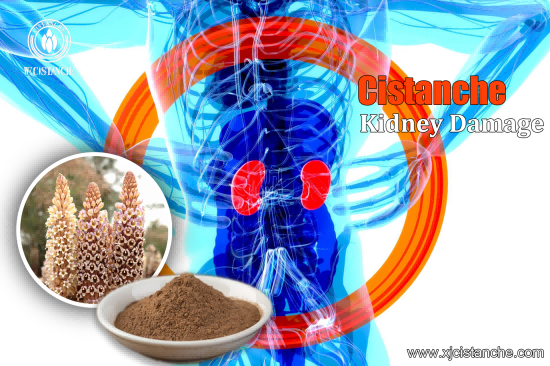 CISTANCHE EXTRACT WITH 25% ECHINACOSIDE AND 9% ACTEOSIDE FOR KIDNEY CISTANCHE EXTRACT WITH 25% ECHINACOSIDE AND 9% ACTEOSIDE FOR KIDNEY
