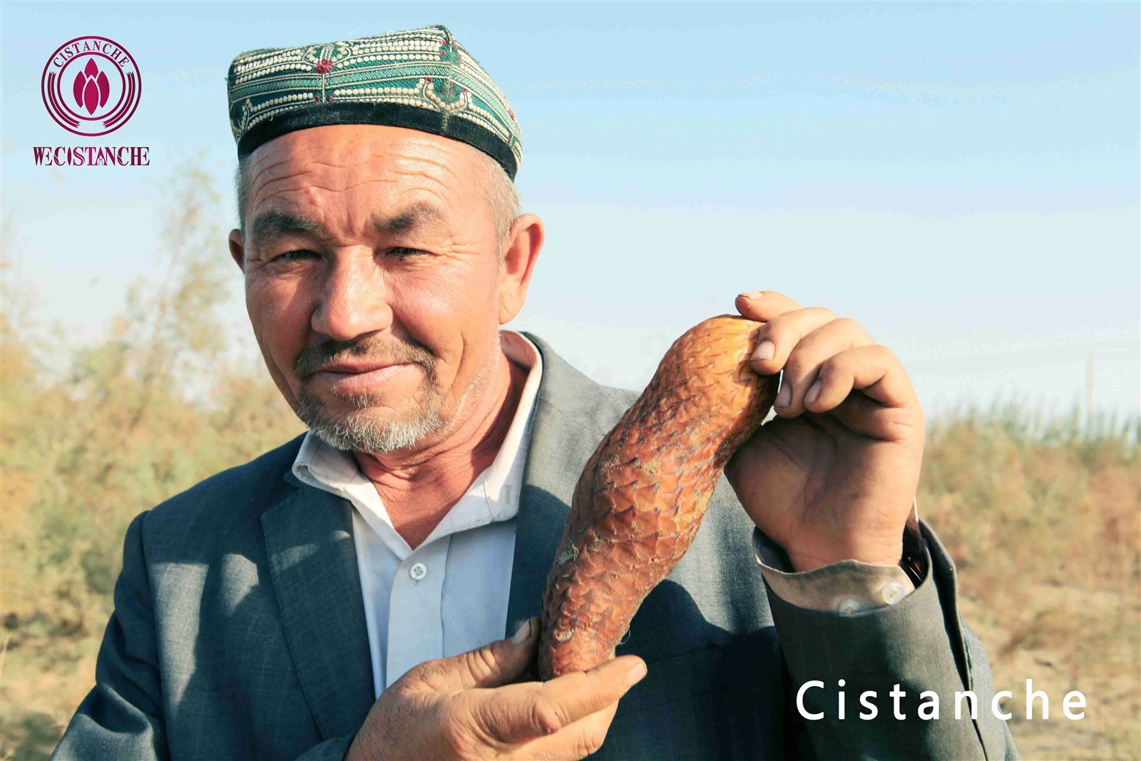 cistanche tubulosa for improving energy levels