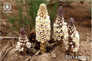 Materiály Cistanche Tubulosa Extrakt z koreňa Cistanche Stem Cistanche